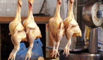 HIV DRUGS IN MEAT: Shock as ARVs Found in Ugandan Chicken Pork